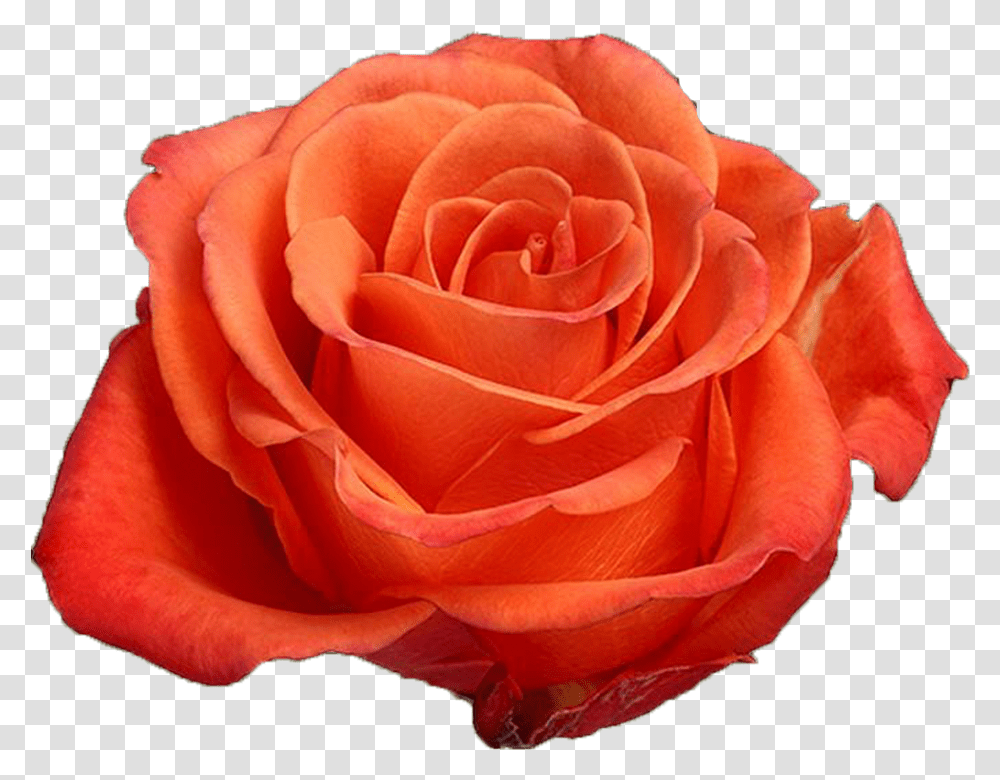 Orange Rose Previous Orange Crush Rose Flower, Plant, Blossom, Petal Transparent Png