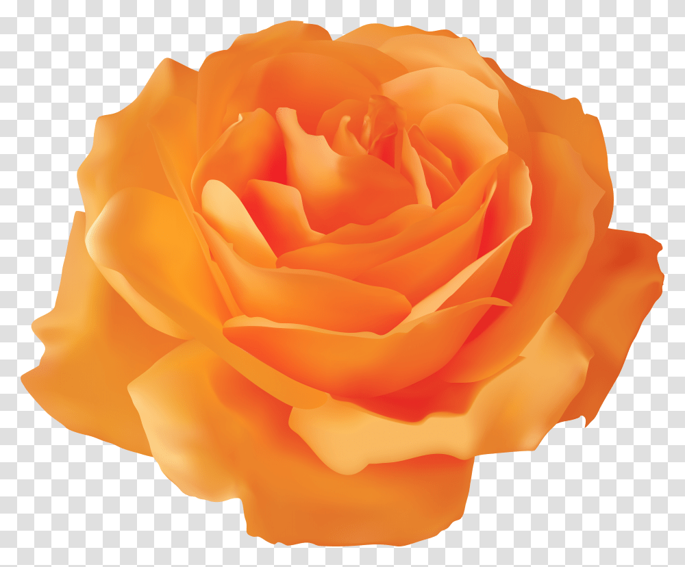 Orange Roses Free Rose Transparent Png