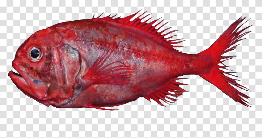 Orange Roughy Fish, Animal, Tuna, Sea Life, Halibut Transparent Png