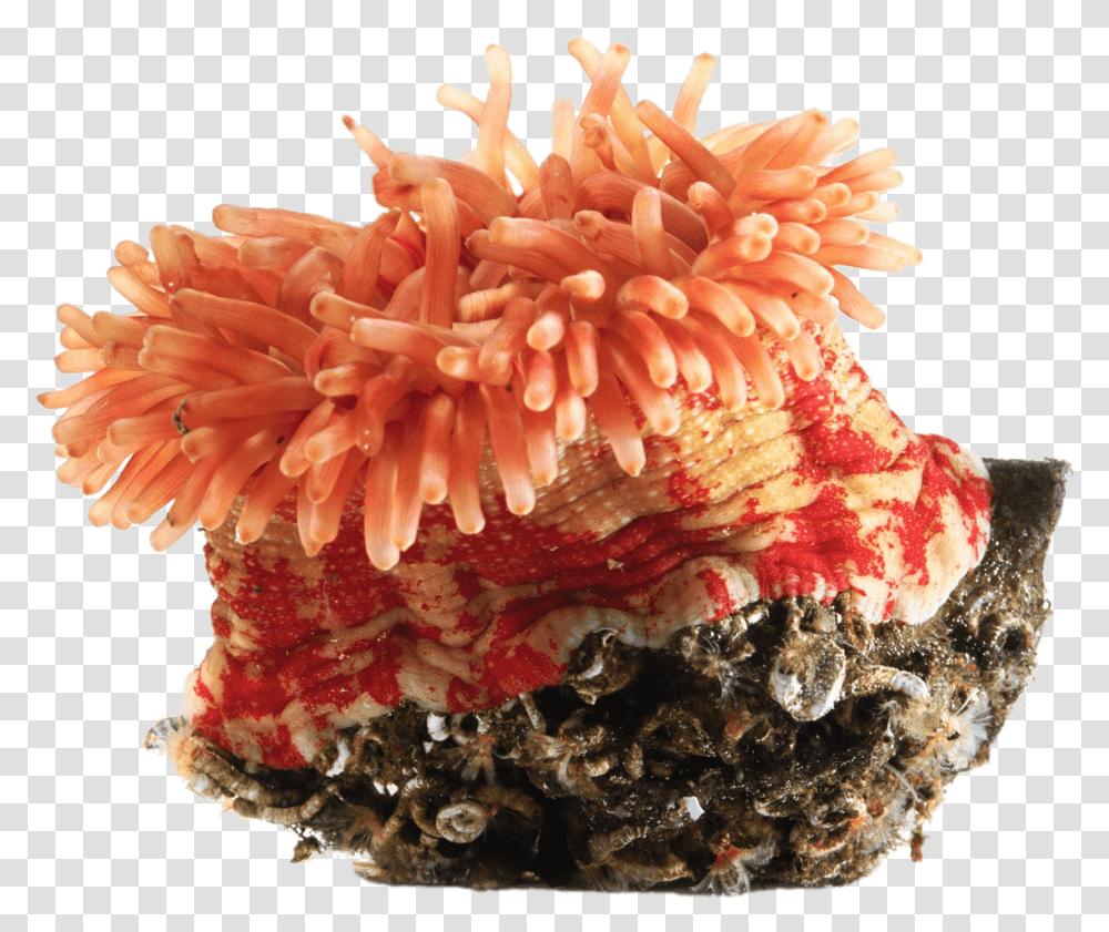 Orange Sea Anemone Sea Anemone Clip Art, Invertebrate, Sea Life, Animal, Fungus Transparent Png