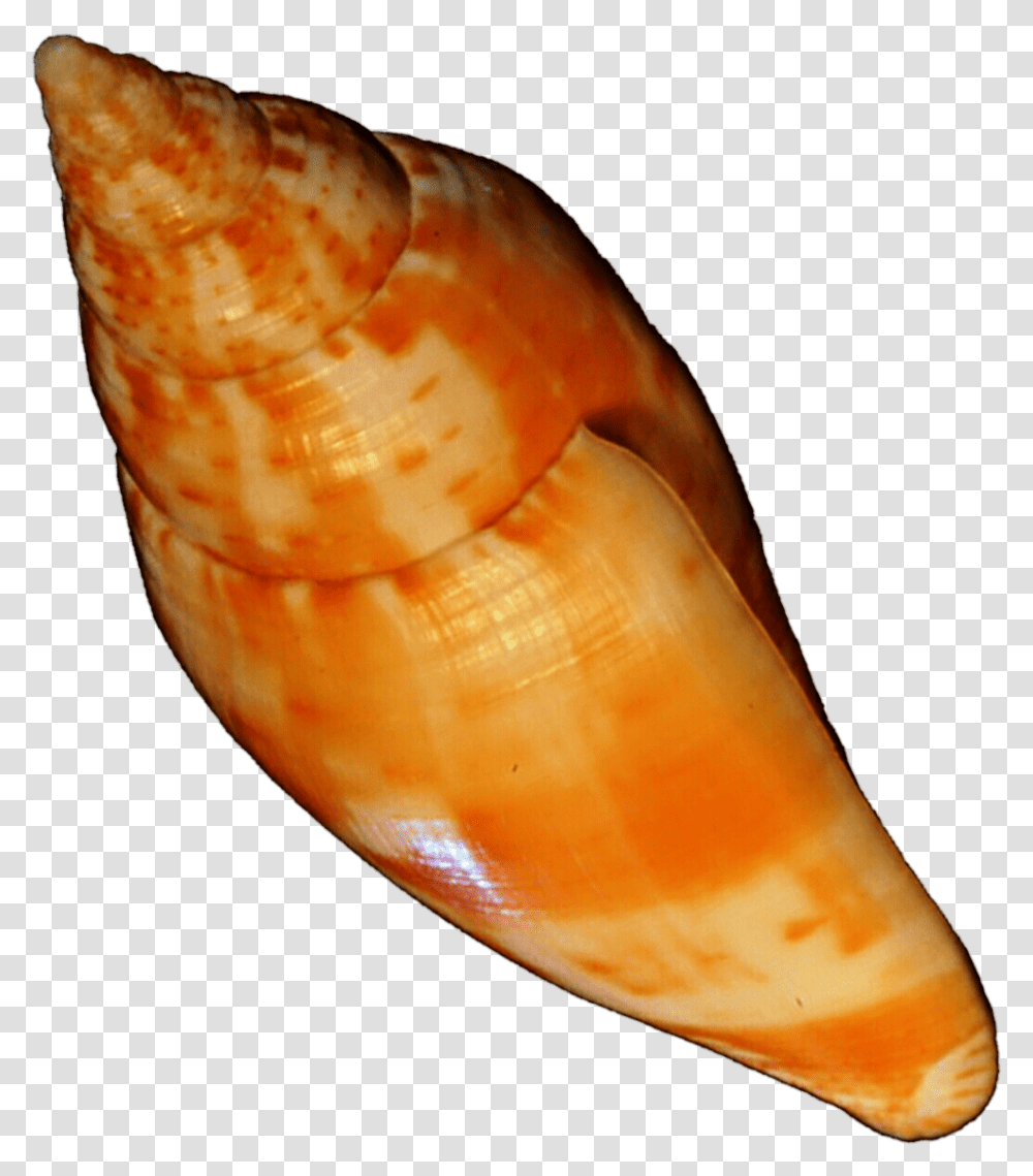 Orange Seashell By Jeanicebartzen27 Orange Sea Shell, Conch, Invertebrate, Sea Life, Animal Transparent Png