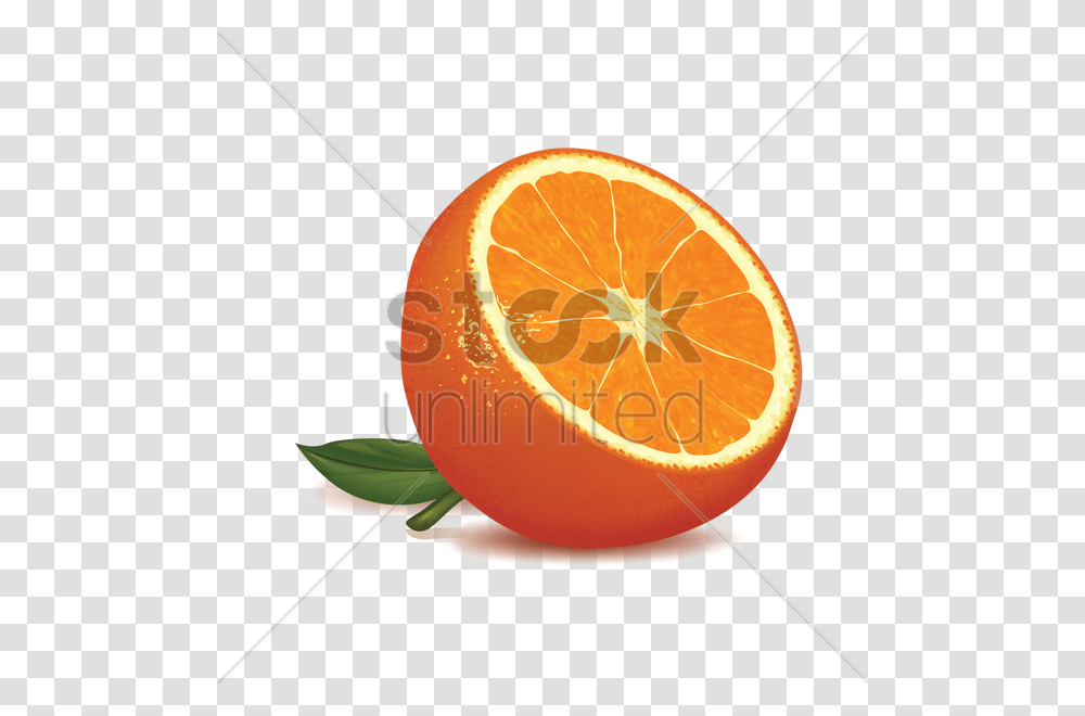 Orange Slice Vector Image, Citrus Fruit, Plant, Food, Grapefruit Transparent Png