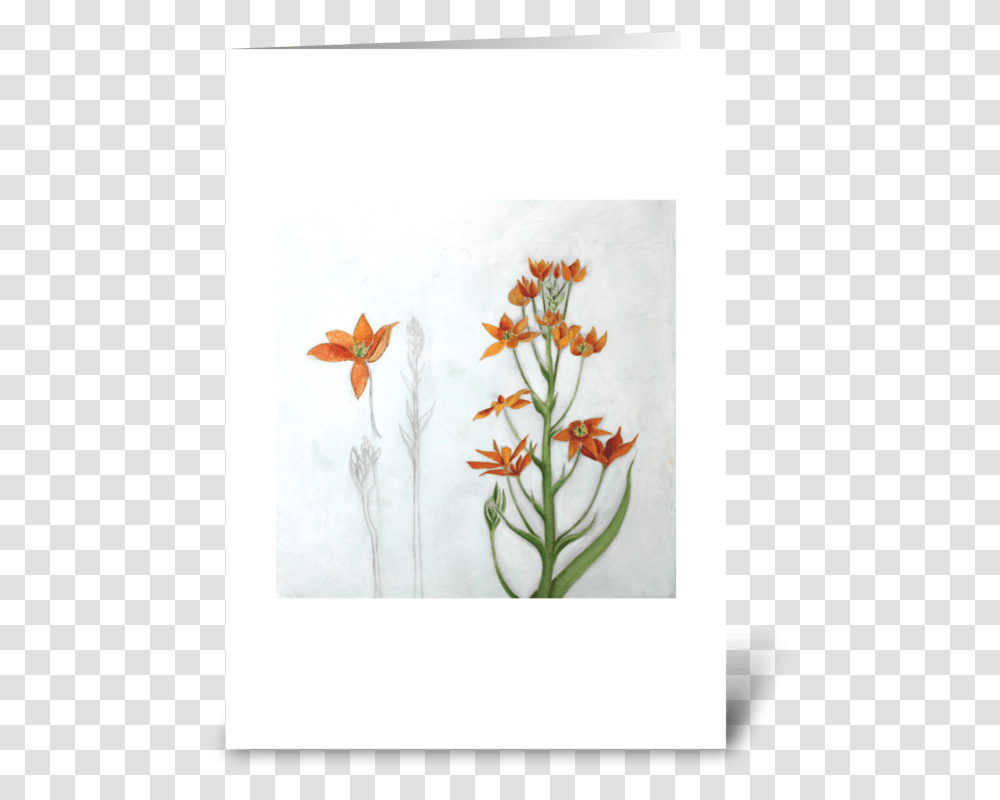 Orange Star Greeting Card Orange Lily, Pineapple, Plant, Floral Design Transparent Png