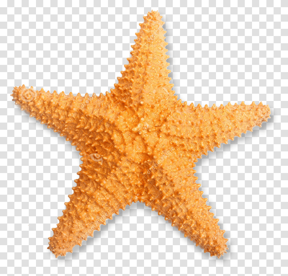 Orange Starfish & Free Starfishpng Starfish, Invertebrate, Sea Life, Animal, Fungus Transparent Png