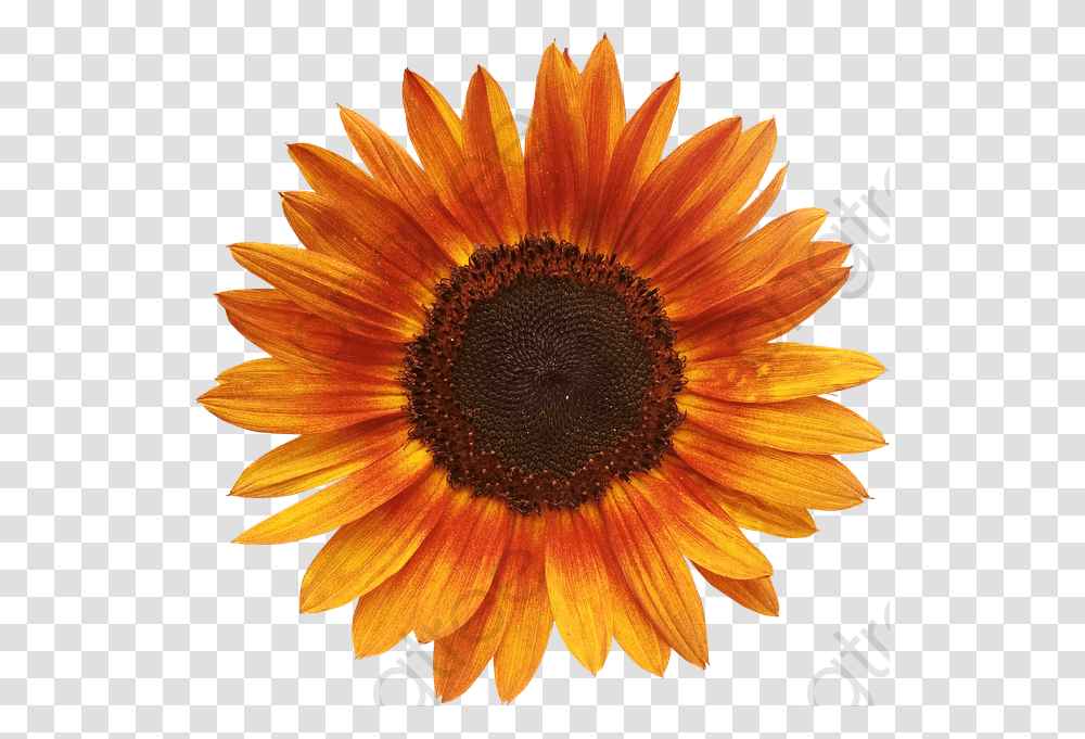 Orange Sunflower Background, Plant, Blossom, Daisy, Daisies Transparent Png