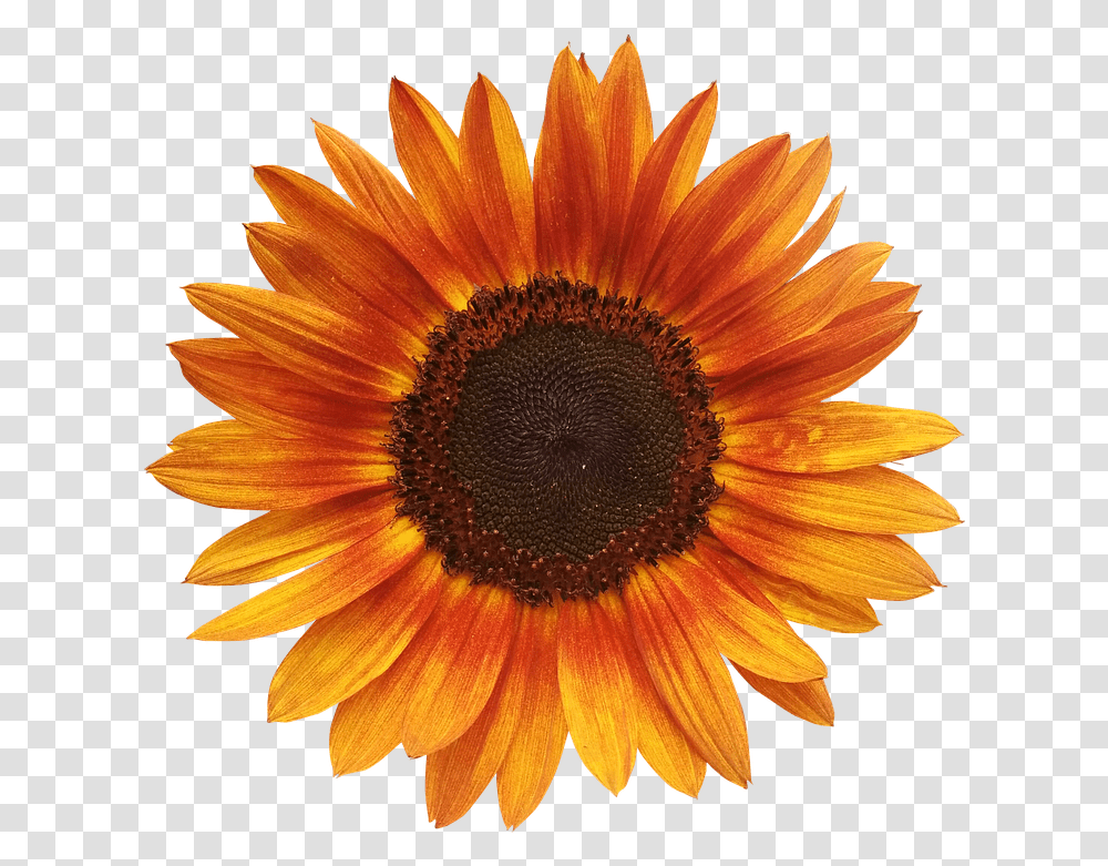 Orange Sunflowers Orange Sunflower Tapestry, Plant, Blossom, Daisy, Daisies Transparent Png