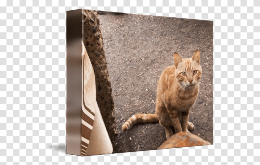 Orange Tabby Cafe Cat By Jane Strauss Tabby Cat, Pet, Mammal, Animal, Abyssinian Transparent Png