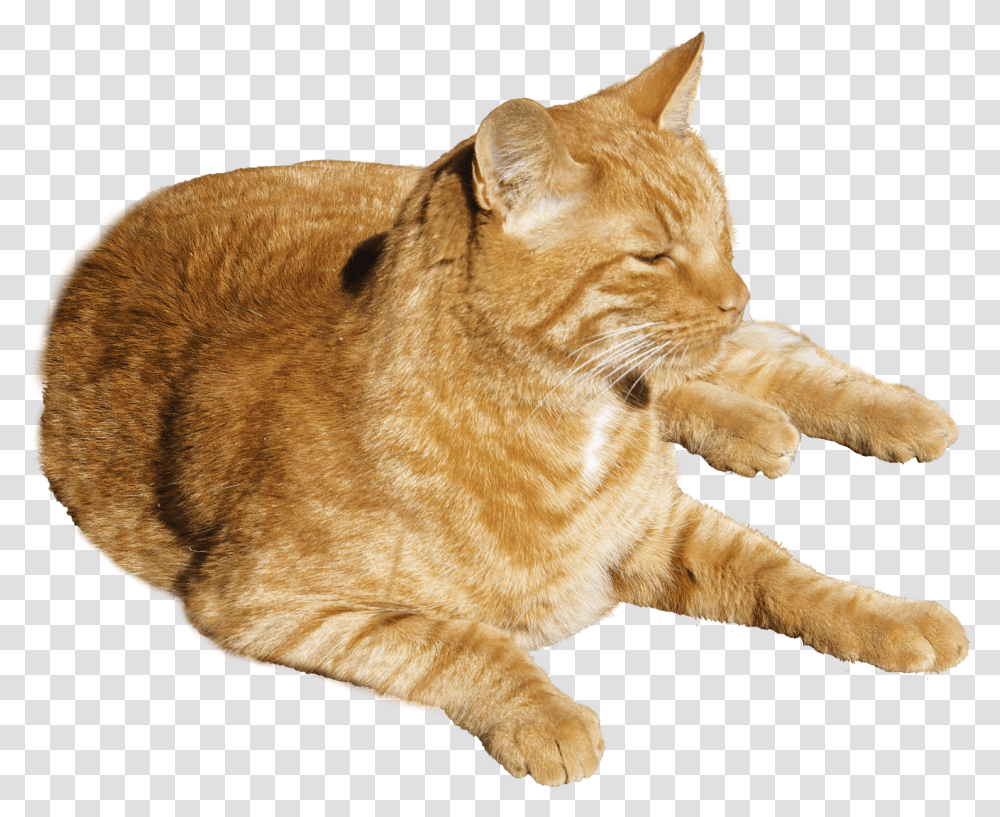 Orange Tabby Cat Background, Manx, Pet, Mammal, Animal Transparent Png
