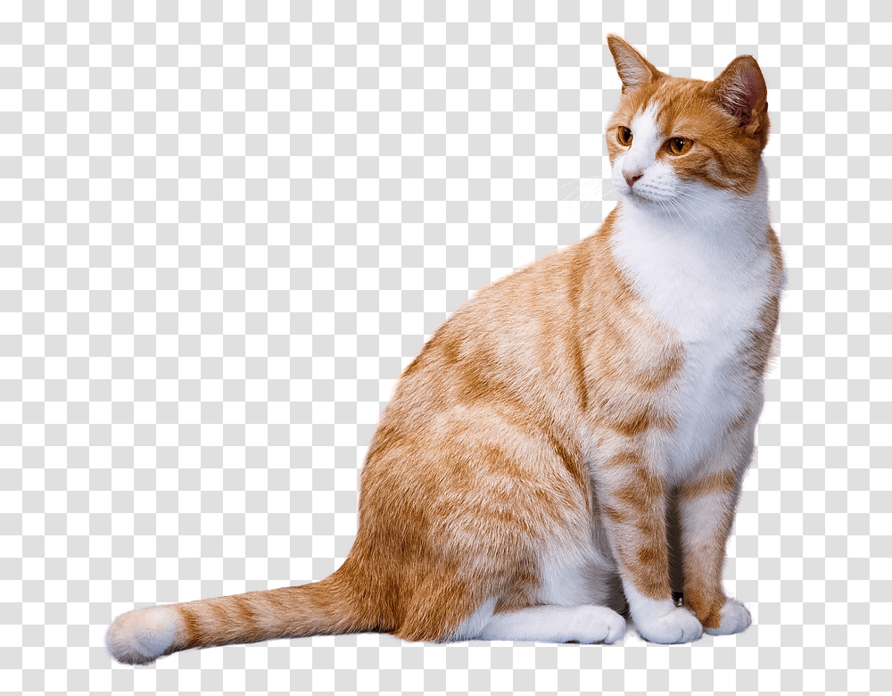 Orange Tabby Cat Clipart Orange And White Cat, Manx, Pet, Mammal, Animal Transparent Png