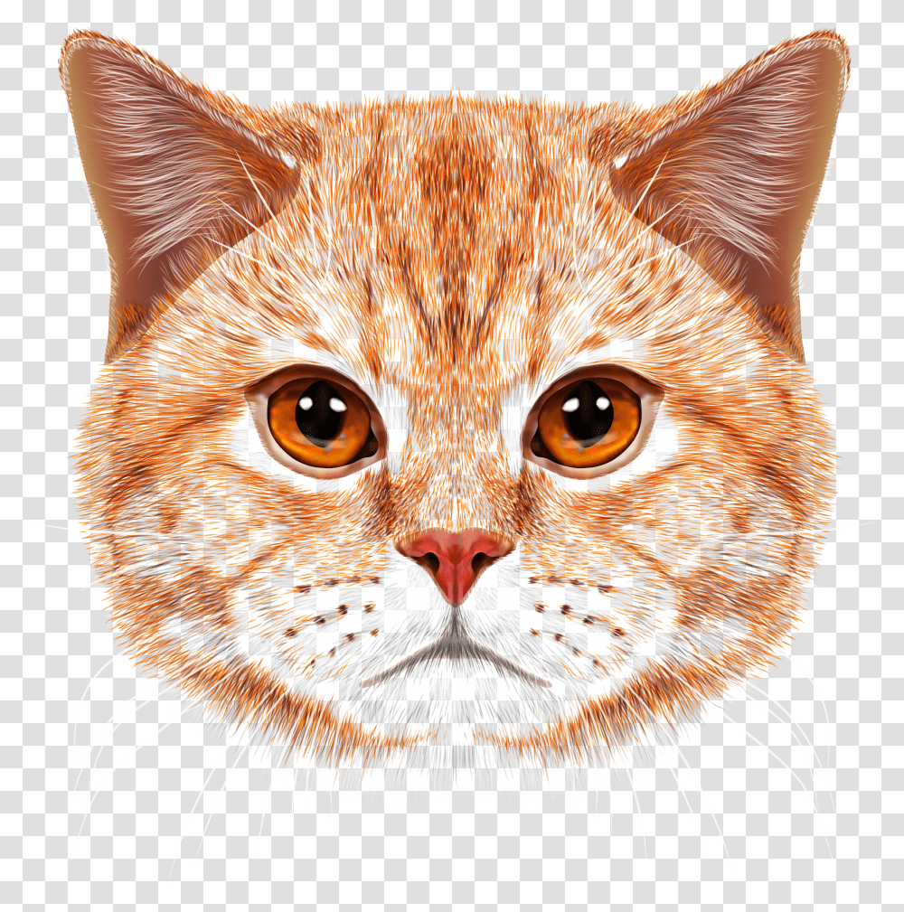 Orange Tabby Cat Face Transparent Png