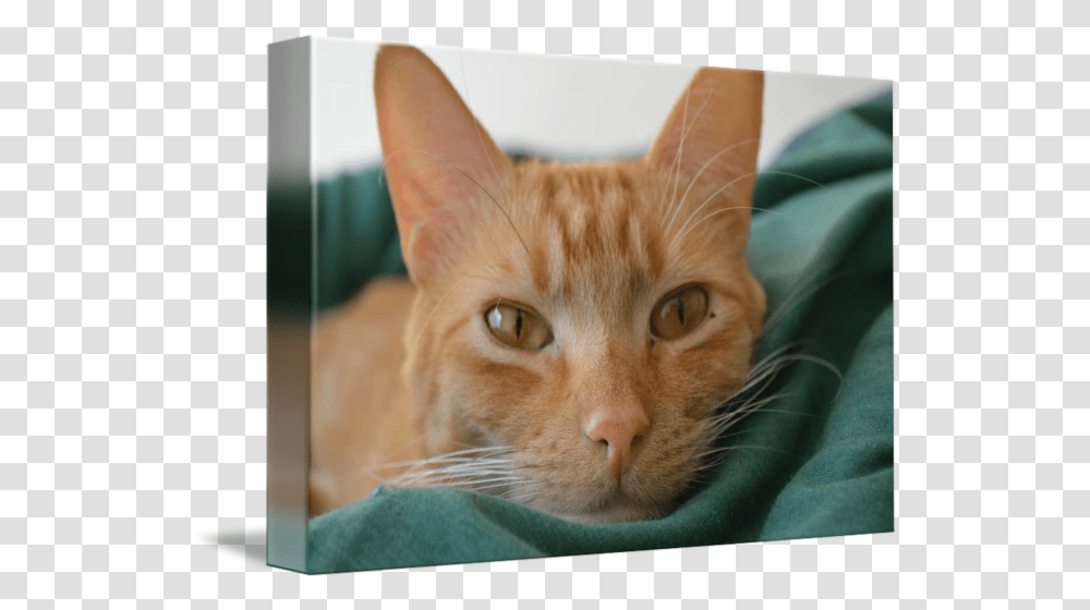 Orange Tabby Cat Posing By David Rifkind Tabby Cat, Abyssinian, Pet, Mammal, Animal Transparent Png
