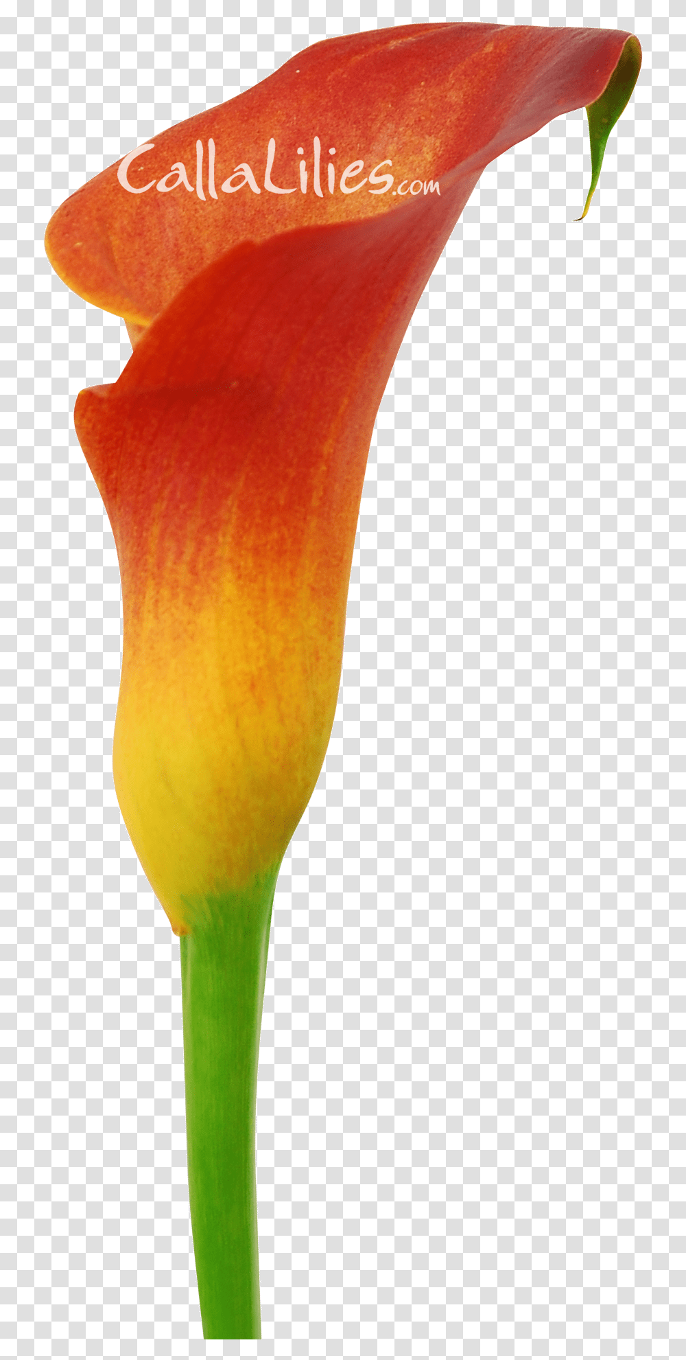 Orange Tinted Flower Arum, Plant, Blossom, Petal, Bird Transparent Png