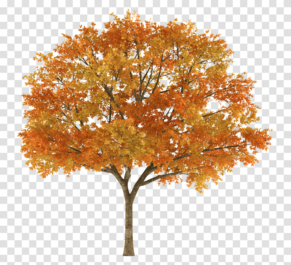 Orange Tree Autumn Tree White Background, Plant, Maple Transparent Png