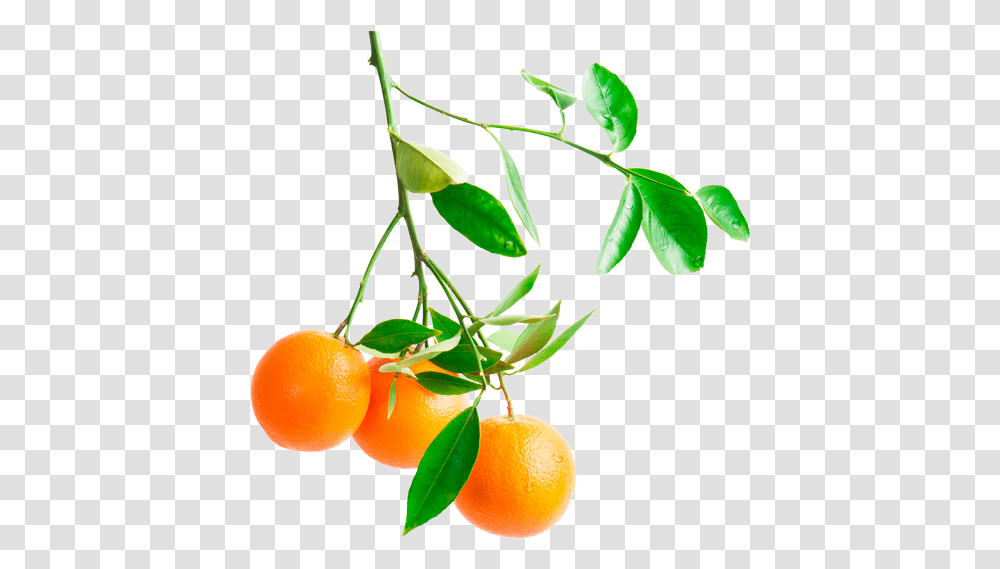 Orange Tree Branch Image Orange On Tree, Plant, Citrus Fruit, Food, Leaf Transparent Png