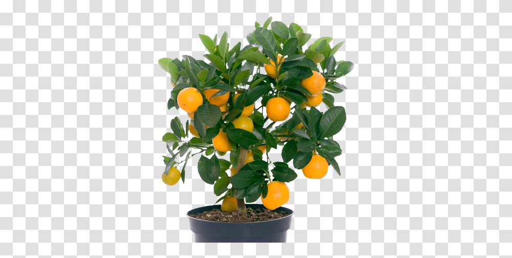 Orange Tree, Citrus Fruit, Plant, Food, Grapefruit Transparent Png