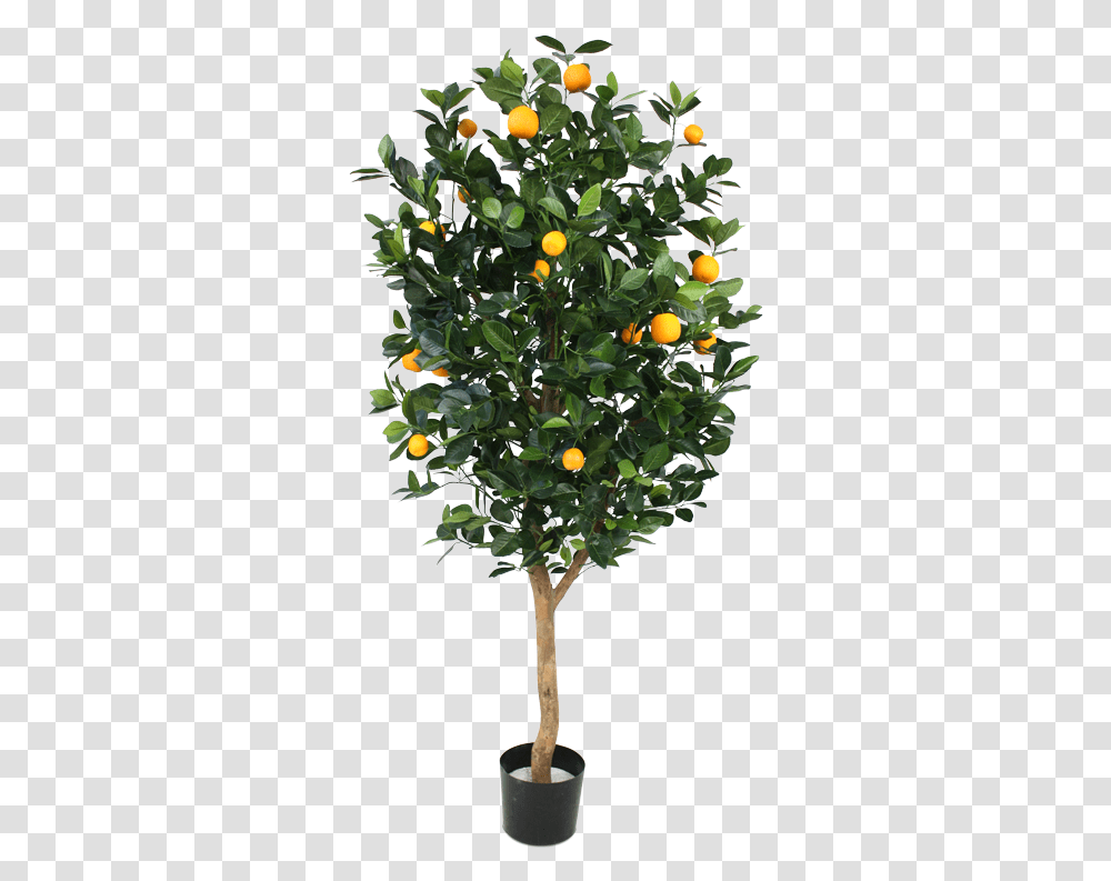 Orange Tree Deluxe 150cm Grande Plantes Fleuries Extrieur Artificielles Pour, Citrus Fruit, Food, Produce, Grapefruit Transparent Png