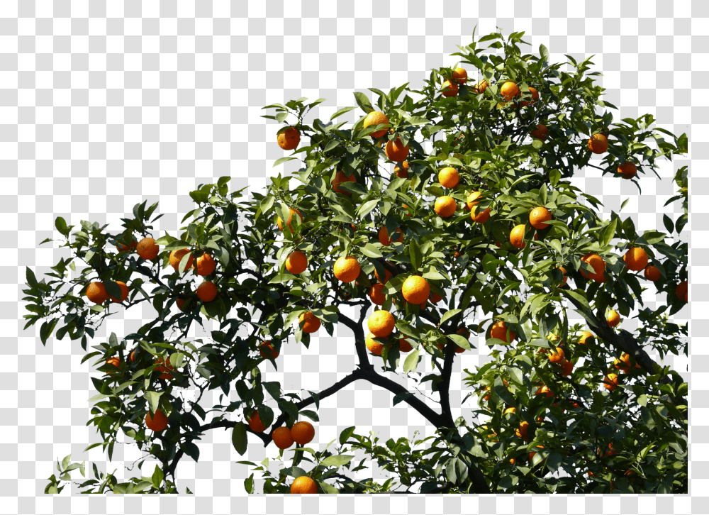 Orange Tree Fruit Tree, Plant, Produce, Food, Persimmon Transparent Png