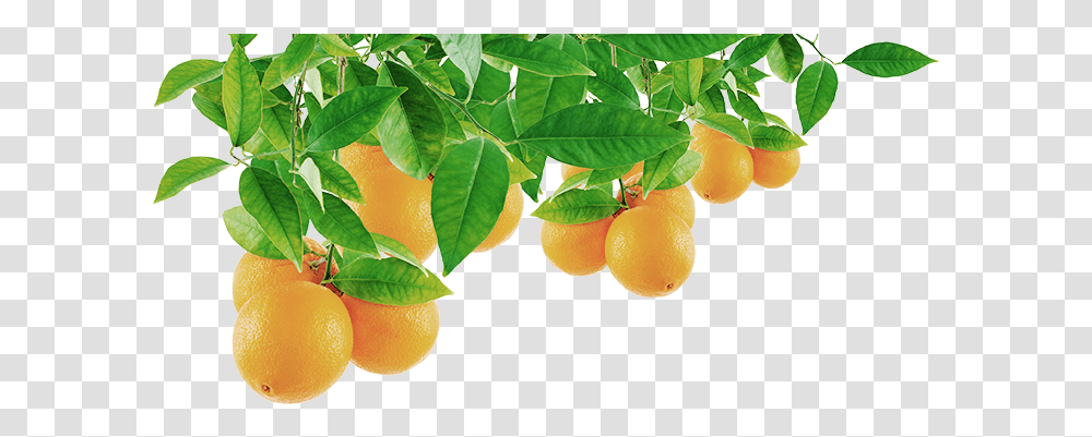 Orange Tree Leaf Orange Tree Leaves, Citrus Fruit, Plant, Food, Grapefruit Transparent Png