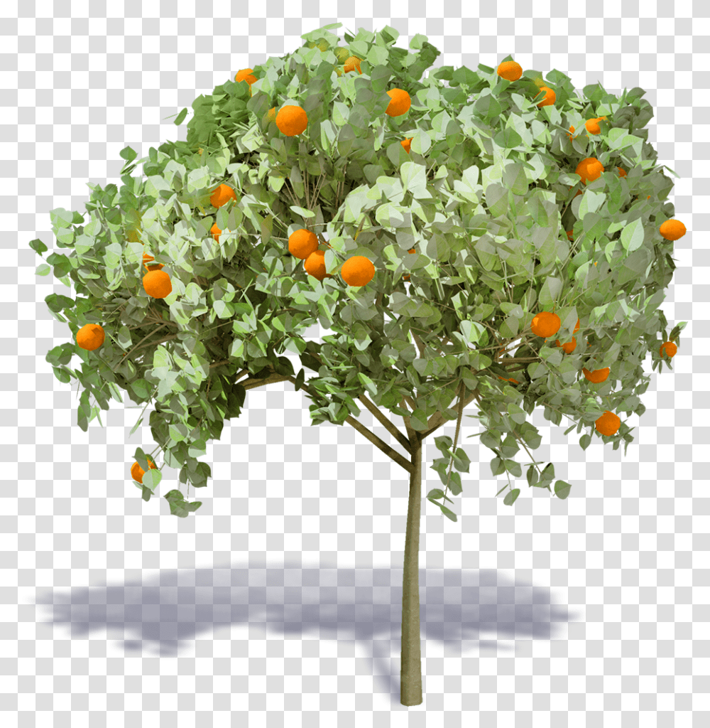 Orange Tree Mandarin Orange, Plant, Citrus Fruit, Food, Produce Transparent Png