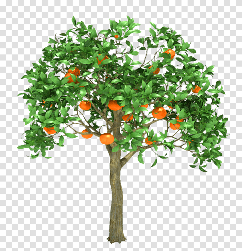 Orange Tree Obm Orange Tree 3d Model Free Download, Plant, Bush, Vegetation, Fruit Transparent Png