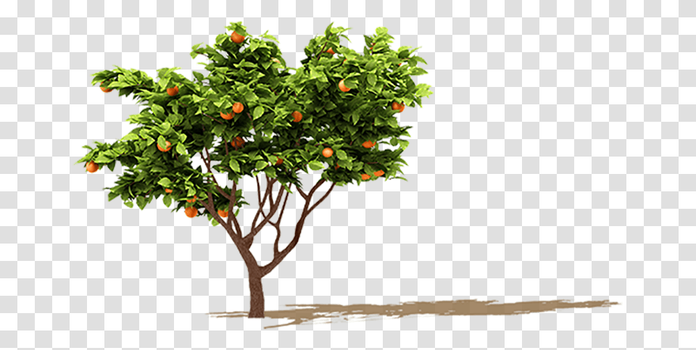 Orange Tree Orange Fruit Tree, Plant, Bush, Vegetation, Potted Plant Transparent Png