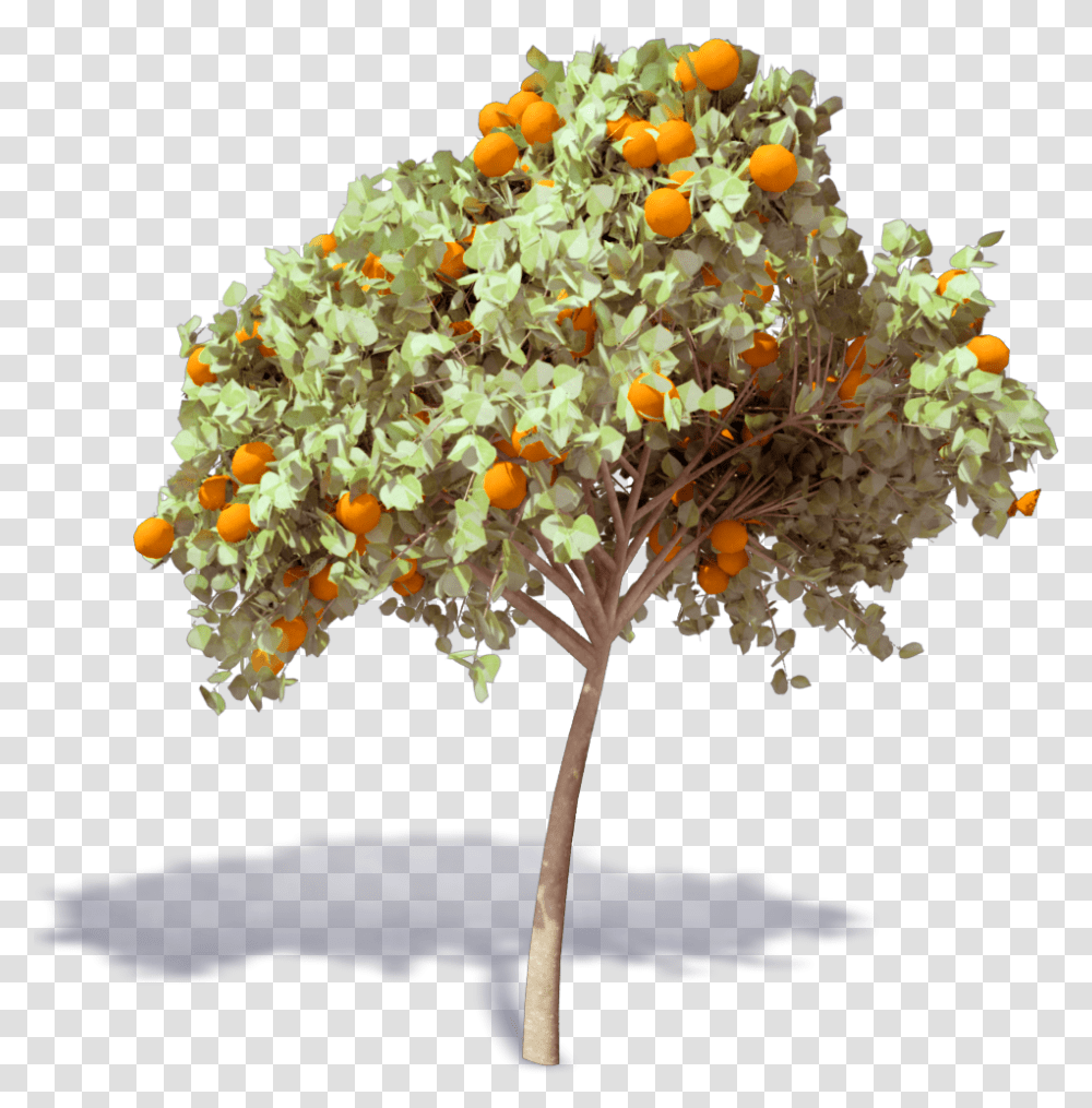 Orange Tree S Arbol De Naranja, Plant, Flower, Flower Arrangement, Flower Bouquet Transparent Png
