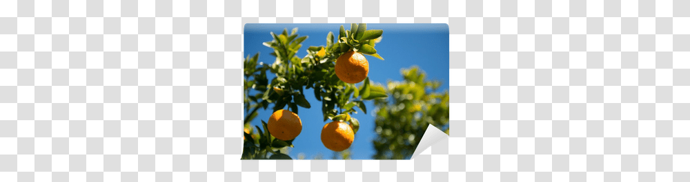 Orange Tree Wall Mural • Pixers We Live To Change Tangerine, Citrus Fruit, Plant, Food, Grapefruit Transparent Png