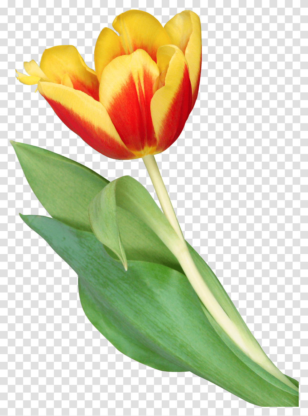 Orange Tulip Transparent Png
