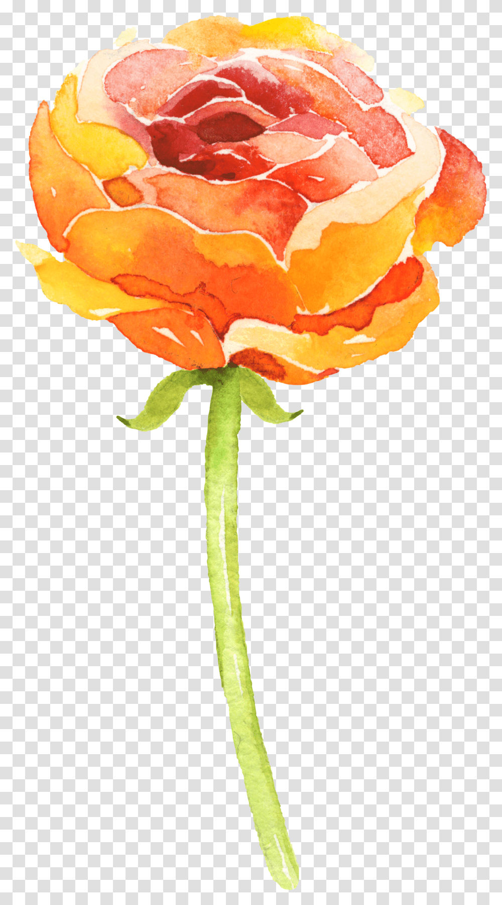 Orange Watercolor Flowers, Plant, Blossom, Rose, Carnation Transparent Png