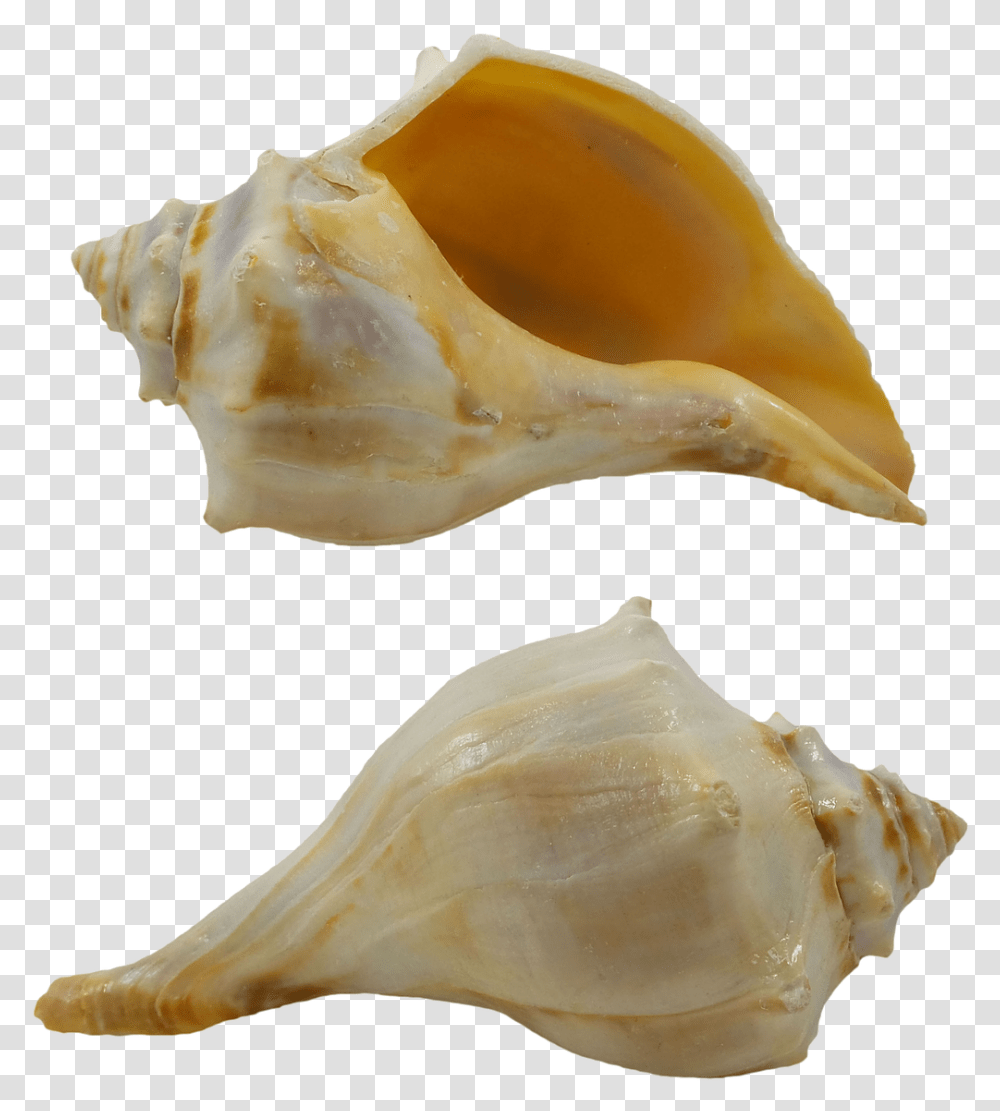 Orange Whelk Lacquered Conch, Seashell, Invertebrate, Sea Life, Animal Transparent Png