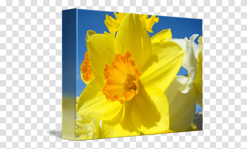Orange Yellow Daffodil Flower Art Prints Spring By Baslee Troutman Fine Wild Daffodil, Plant, Blossom, Petal, Anther Transparent Png