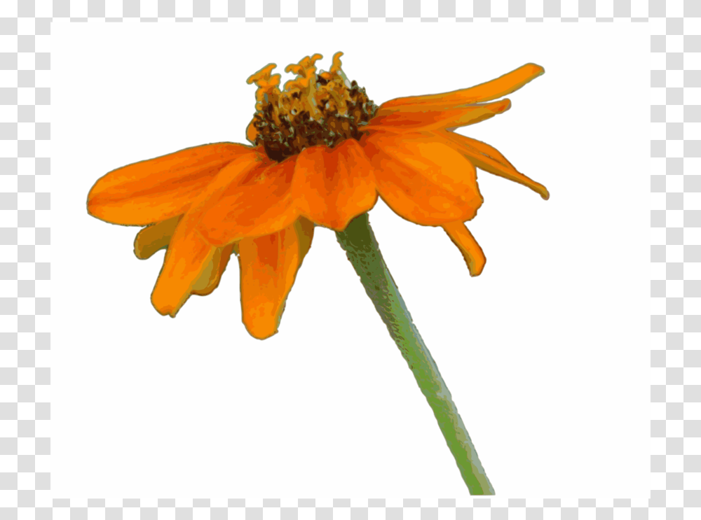 Orangepetalplant Clip Art, Flower, Blossom, Pollen, Anther Transparent Png