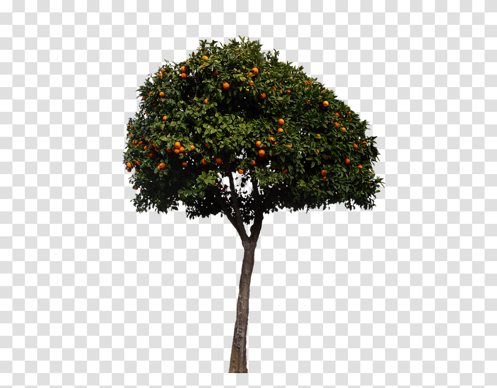 Oranges 960, Fruit, Tree, Plant, Potted Plant Transparent Png