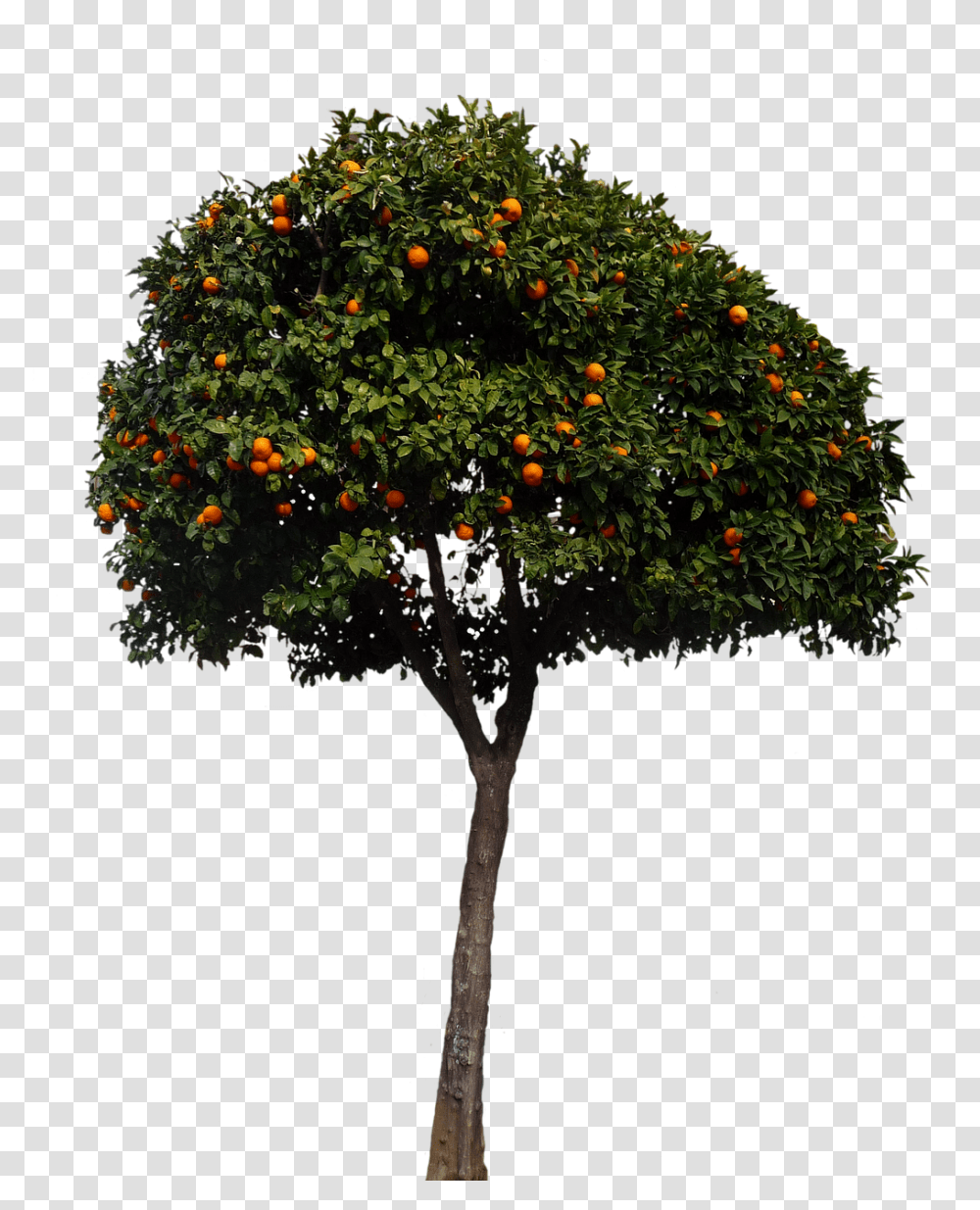 Oranges Nature, Plant, Tree, Bush Transparent Png