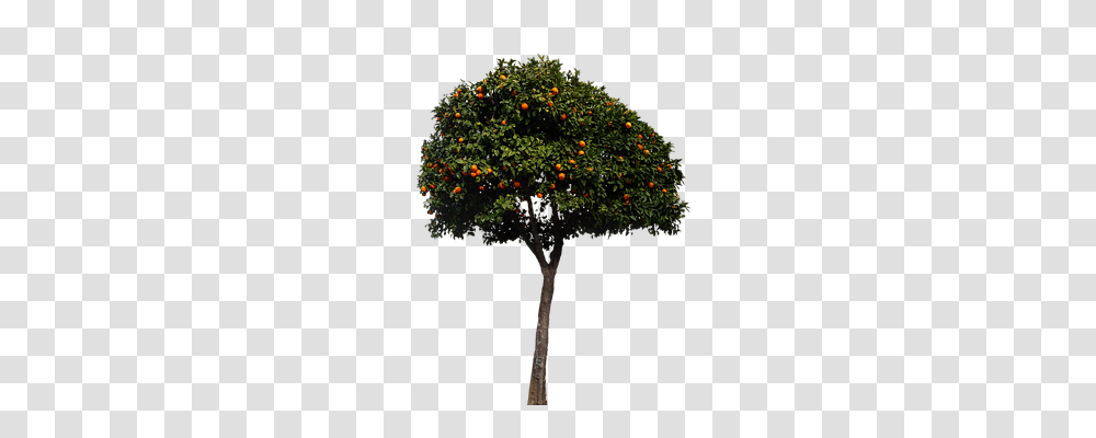Oranges Nature, Tree, Plant, Potted Plant Transparent Png