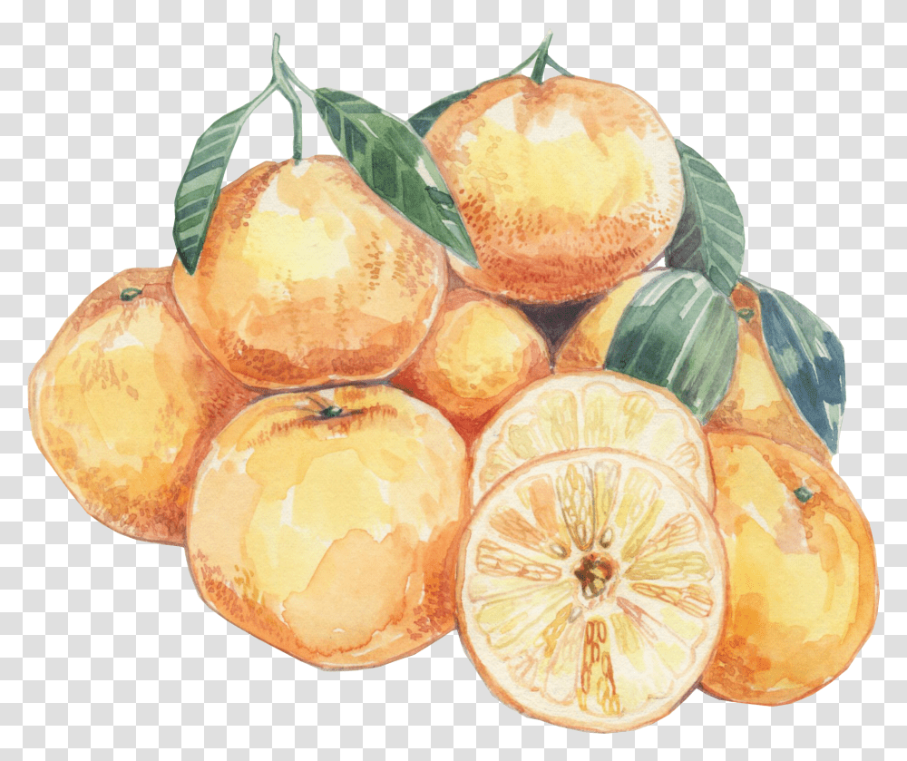 Oranges Clementine, Citrus Fruit, Plant, Food, Grapefruit Transparent Png