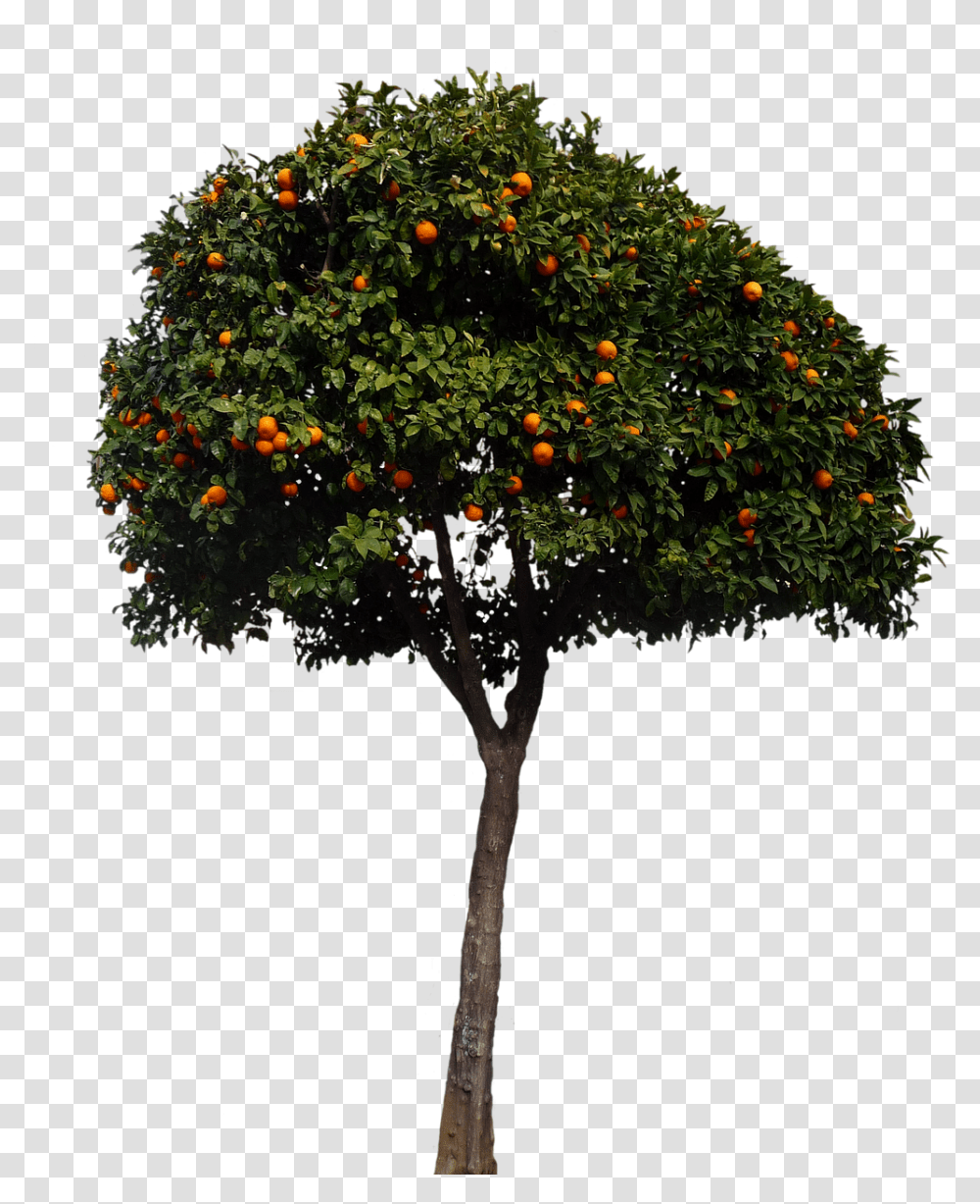 Oranges Orange Tree Tree Fruits Nature Spanish Orange Tree, Plant, Bush, Potted Plant, Vase Transparent Png