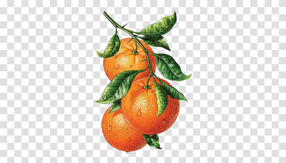 Oranges Transparency Overlay For Personal Use Naranjas Pintadas En Acuarela, Citrus Fruit, Plant, Food, Grapefruit Transparent Png