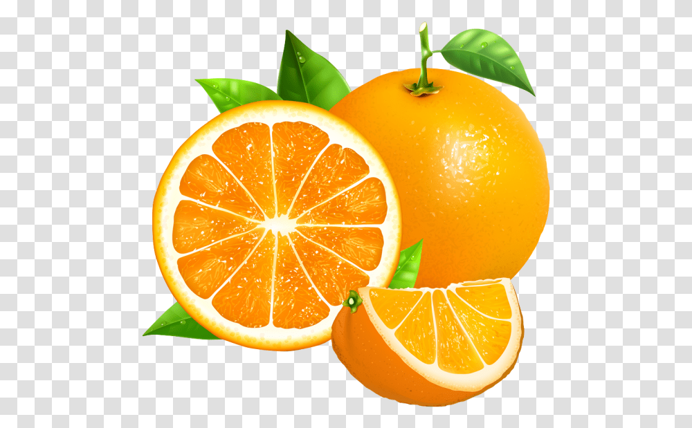 Oranges Vector, Citrus Fruit, Plant, Food, Grapefruit Transparent Png