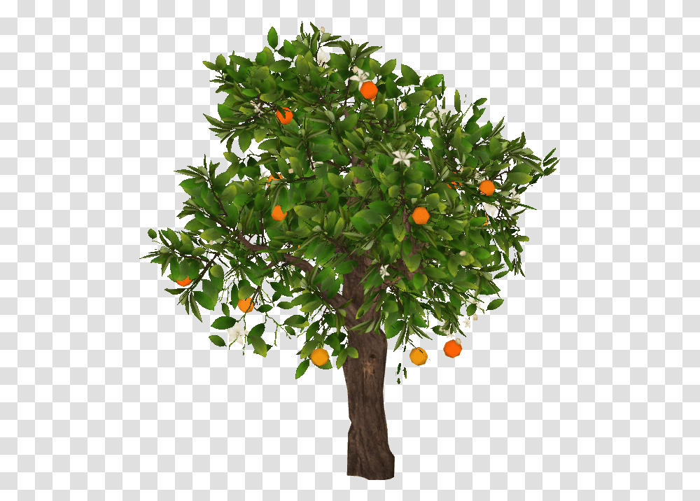 Orangetree Slice Mandarin Tree, Plant, Fruit, Food, Citrus Fruit Transparent Png