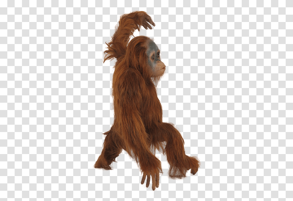 Orangutan Acrobatics Engaged In Short Photo Orangutan, Wildlife, Animal, Mammal, Ape Transparent Png