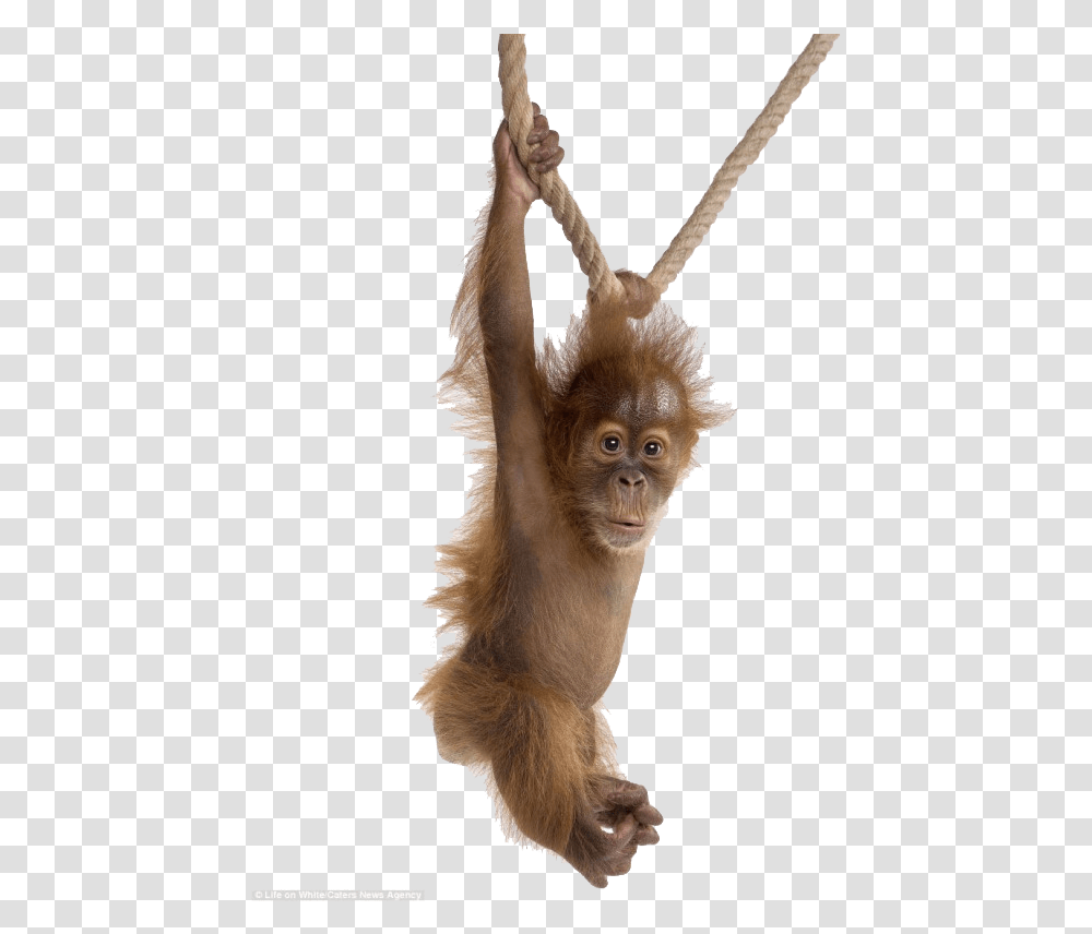 Orangutan Animal Portraits White Background, Monkey, Wildlife, Mammal, Baboon Transparent Png