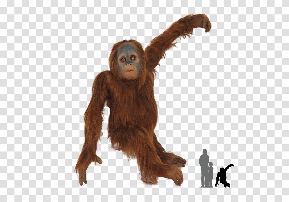 Orangutan, Animals, Ape, Wildlife, Mammal Transparent Png