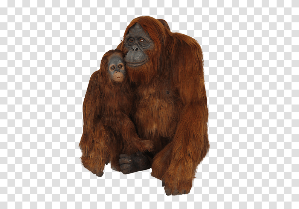 Orangutan, Animals, Ape, Wildlife, Mammal Transparent Png