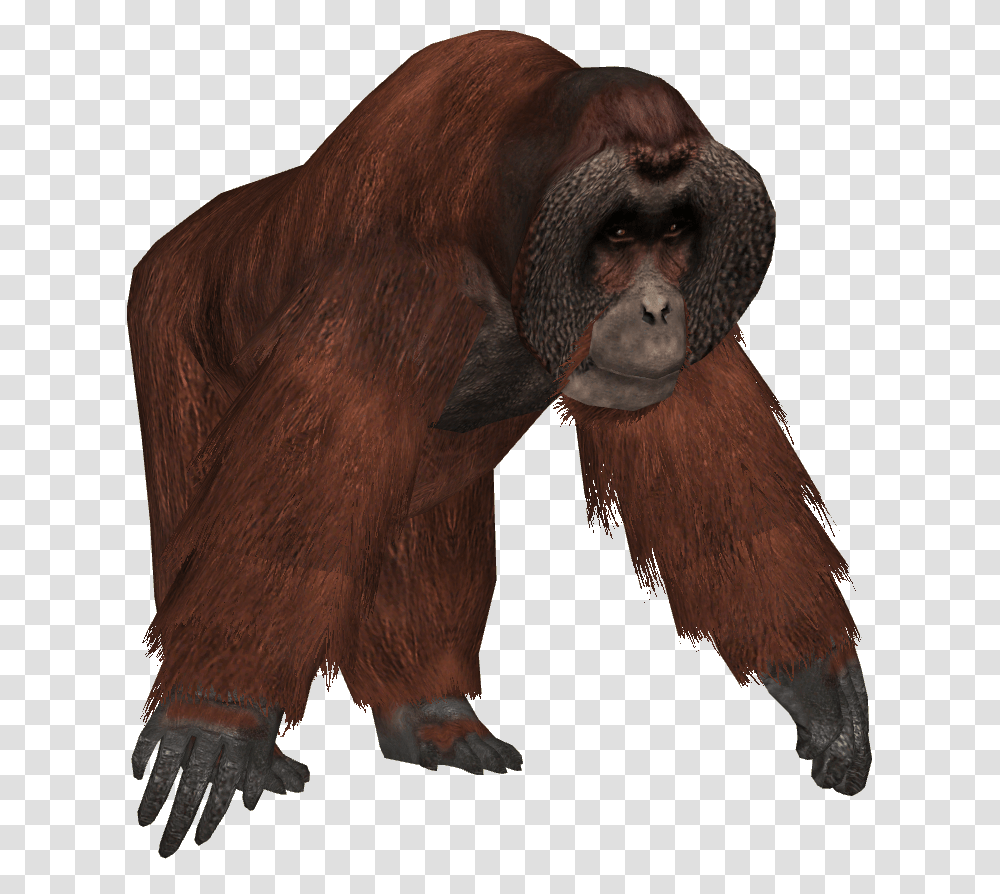 Orangutan, Animals, Ape, Wildlife, Mammal Transparent Png