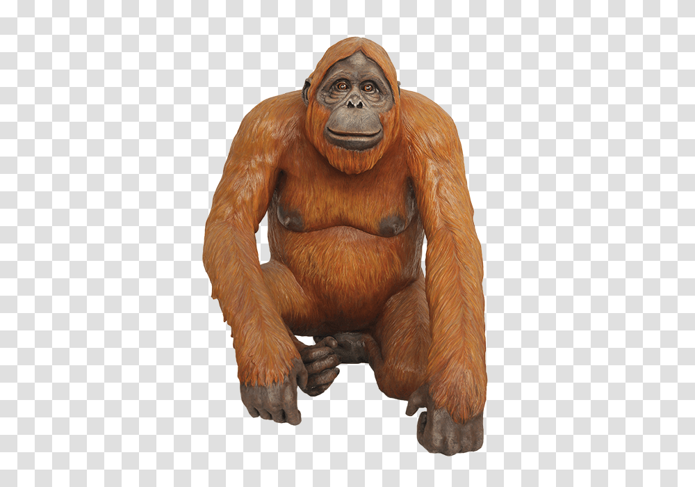 Orangutan, Animals, Ape, Wildlife, Mammal Transparent Png