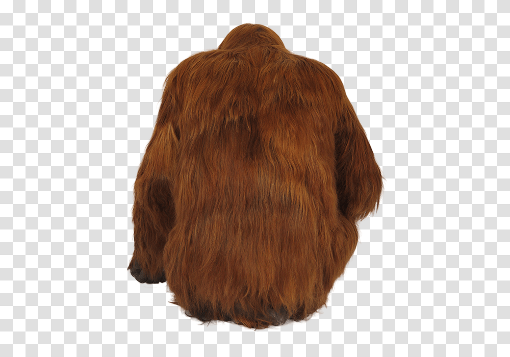 Orangutan, Animals, Fur, Coat Transparent Png