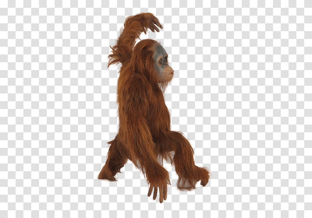 Orangutan, Animals, Mammal, Ape, Wildlife Transparent Png