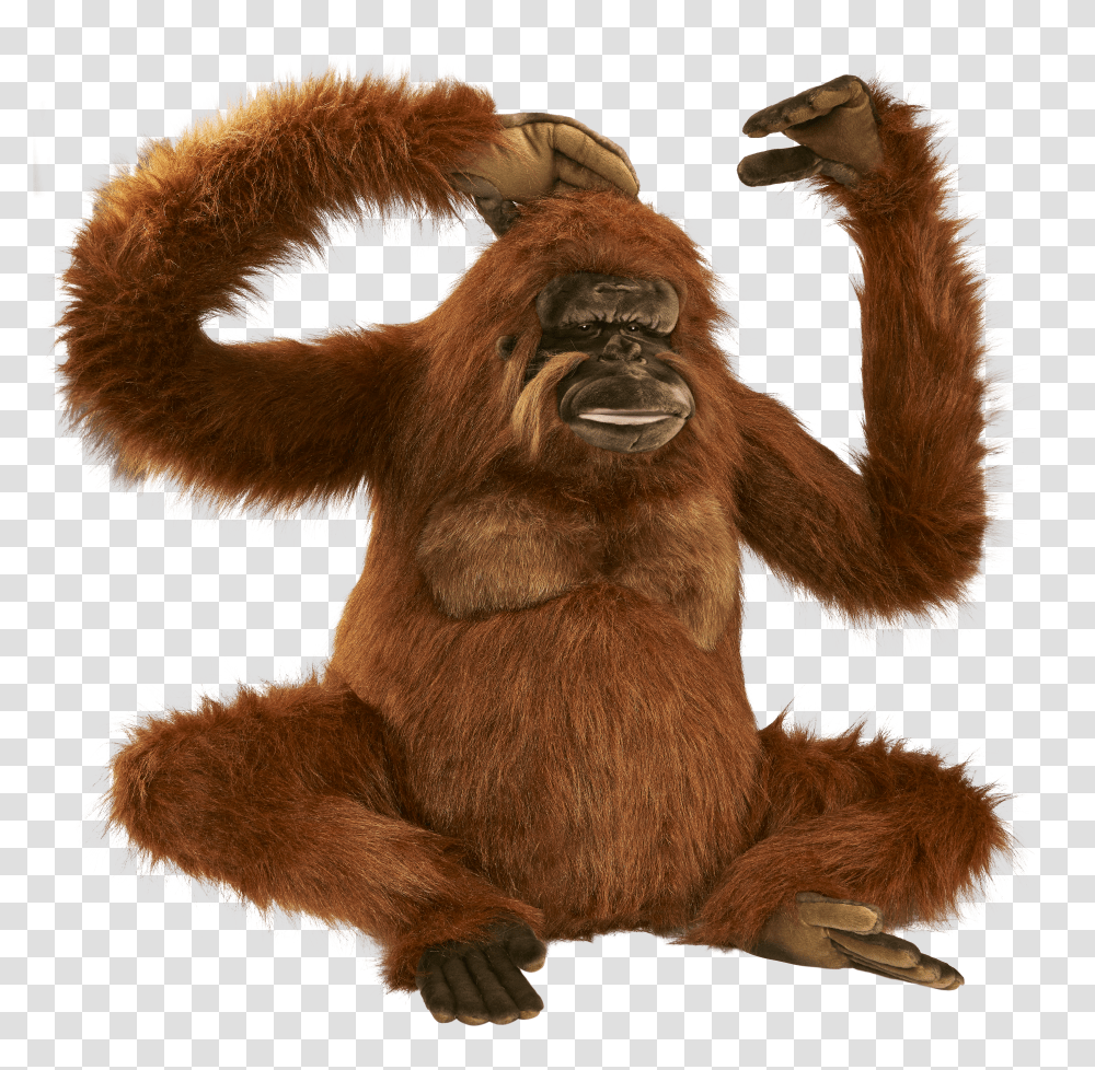 Orangutan, Animals Transparent Png