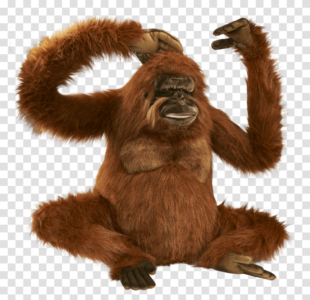 Orangutan Animals Transparent Png